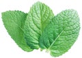 Three spearmint leaves or mint leaves isolated on white background. Royalty Free Stock Photo