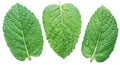 Three spearmint or mint leaves with water drops on white background. Top view.