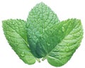 Three spearmint or mint leaves with water drops on white background. Top view.