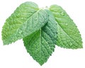 Three spearmint or mint leaves with water drops on white background. Top view.