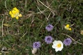 Three species of alpine flowers in strategic grouping Royalty Free Stock Photo