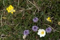 Three species of alpine flowers in strategic grouping Royalty Free Stock Photo