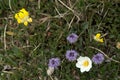 Three species of alpine flowers in strategic grouping Royalty Free Stock Photo