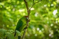 Kakariki Green Parakeet In Forest
