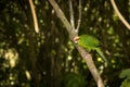 Kakariki Green Parakeet New Zealand Bird