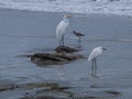 Three Species of Shore Birds in the Surf Royalty Free Stock Photo