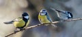 Three species of titmouse perched on branch of tree. Great tit, blue tit and coal tit