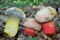 Three specimen of Ruddy bolete, cros section