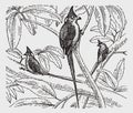 Three speckled mousebirds colius striatus sitting on a tree Royalty Free Stock Photo