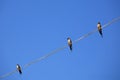 Three Speckled Piculet birds on a wire