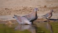 Three speckled pigeons drinking water