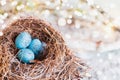 Three Speckled Robin Blue Songbird Eggs in a Real Birds Nest