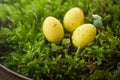 Three speckled yellow eggs nestled in vibrant green moss, depicting a natural, springtime setting.