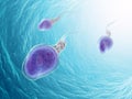 Three sperm cells Royalty Free Stock Photo