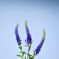 Three Spiked Speedwell Royalty Free Stock Photo