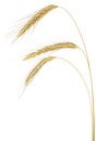 Three spikelets of rye isolated on white background. Ears of rye Royalty Free Stock Photo