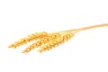 Three spikelets of wheat isolated on white background Royalty Free Stock Photo