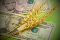 Three spikes of wheat lie on US dollars. A close-up of twenty and five dollar bills and grain spikelets. The concept of the price Royalty Free Stock Photo