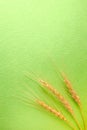 Three spikes of wheat oh the down of the Royalty Free Stock Photo