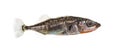 Three-spined stickleback, Gasterosteus aculeatus Royalty Free Stock Photo