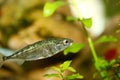 Three-spined stickleback (Gasterosteus aculeatus) Royalty Free Stock Photo