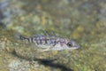 Three-spined stickleback Gasterosteus aculeatus underwater Royalty Free Stock Photo