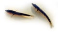 Three-spined stickleback (tidder, Gasterosteus aculeatus), winter