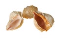 Three spiral empty aged seashells isolated on white background Royalty Free Stock Photo