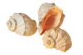 Three spiral empty aged seashells isolated on white background