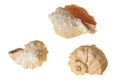 Three spiral empty aged seashells isolated on white background Royalty Free Stock Photo