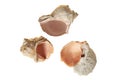 Three spiral empty aged seashells isolated on white background Royalty Free Stock Photo