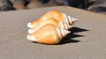 Three spiral seashells