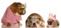 Three spoiled dogs Royalty Free Stock Photo