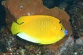 Three Spot Angelfish