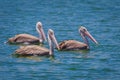 Three of Spot-billed pelican( Pelecanus philippensis)