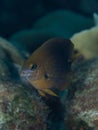 Three Spot Damsel, Stegastes planifrons. Bonaire. Caribbean Diving holiday Royalty Free Stock Photo