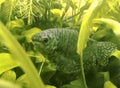 Three spot gourami in aquarium with natural seaweed Royalty Free Stock Photo