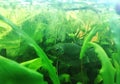 Three spot gourami in aquarium with natural seaweed Royalty Free Stock Photo
