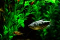 Three spot gourami, blue gourami aquarium fish. Royalty Free Stock Photo