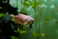 Three spot gourami fish swims in the water