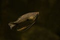 The three spot gourami Trichopodus trichopterus. Royalty Free Stock Photo