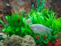 Three-Spot Gourami or Trichogaster trichopterus are swimming in the water.