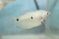 Three spot gourami (Trichopodus trichopterus) fish Royalty Free Stock Photo