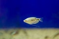 The three spot gourami Trichopodus trichopterus Royalty Free Stock Photo