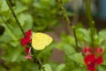 Three Spot Grass Yellow Eurema blanda snelleni butterfly Royalty Free Stock Photo