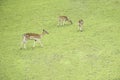 Spotted deers feeding on a meadowdeers feeding on a meadow Royalty Free Stock Photo