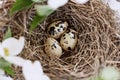 Three Spotted Eggs in Nest with White Flowering Dogwood Blossoms Royalty Free Stock Photo