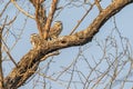 Three Spotted Owl camouflage