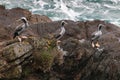 Three spotted shags