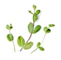 Three sprigs of fragrant mint on a white isolated background. Close-up. Top view.